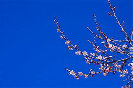 simsearch:622-06439706,k - Plum blossoms and flowers Stock Photo - Premium Royalty-Free, Code: 622-06398272