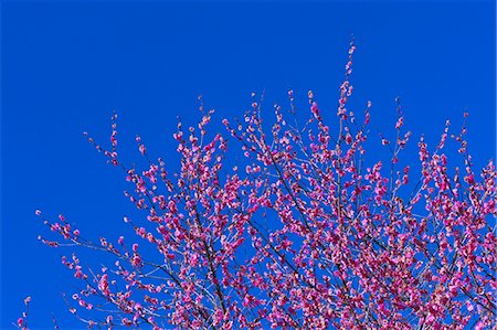 simsearch:622-07810978,k - Plum blossoms and flowers Stock Photo - Premium Royalty-Free, Code: 622-06398273