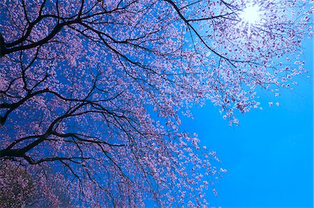 pink sky trees - Cherry blossoms and the blue sky Stock Photo - Premium Royalty-Free, Code: 622-06398318