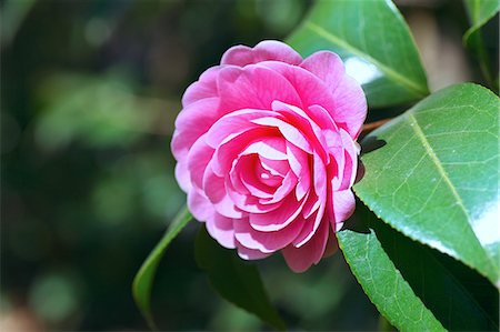 Gros plan d'un Camellia Photographie de stock - Premium Libres de Droits, Code: 622-06398324