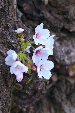 Close up of cherry blossoms Foto de stock - Sin royalties Premium, Código: 622-06398330