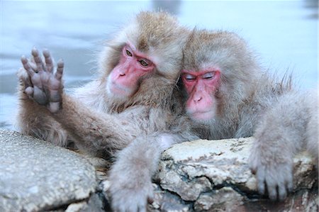 Monkeys in Jigokudani Monkey Park, Nagano Prefecture Stock Photo - Premium Royalty-Free, Code: 622-06398344