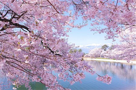fleur de cerisier - Fleurs de cerisiers par ine, préfecture de Nagano Photographie de stock - Premium Libres de Droits, Code: 622-06398349