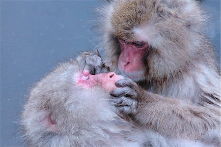 Monkeys in Jigokudani Monkey Park, Nagano Prefecture Stock Photo - Premium Royalty-Free, Code: 622-06398342