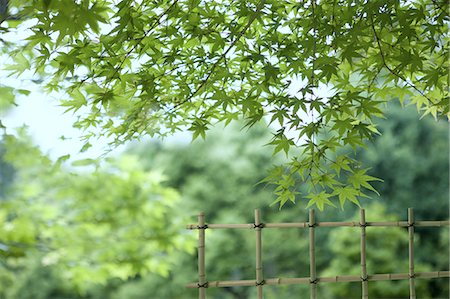 Green maple leaves and bamboo fence Foto de stock - Sin royalties Premium, Código: 622-06398370