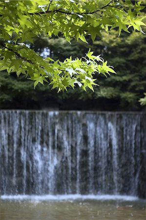simsearch:622-06398356,k - Green maple leaves and waterfall Stock Photo - Premium Royalty-Free, Code: 622-06398372