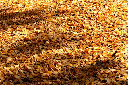 Autumn leaves Stock Photo - Premium Royalty-Free, Code: 622-06398491