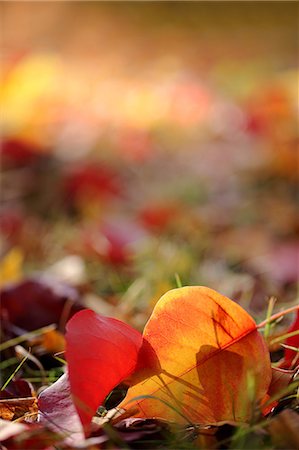 Autumn leaves Fotografie stock - Premium Royalty-Free, Codice: 622-06398519