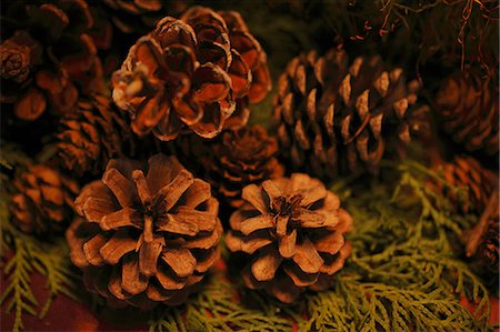 simsearch:622-06398553,k - Close up of pine cones Stock Photo - Premium Royalty-Free, Code: 622-06398563