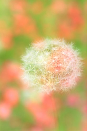 Fluff of Dandelion close up, Shiga Prefecture Stock Photo - Premium Royalty-Free, Image code: 622-06439201