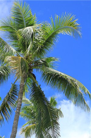simsearch:622-06370554,k - Palm Tree und blauer Himmel in Kaohagan Island, Philippinen Stockbilder - Premium RF Lizenzfrei, Bildnummer: 622-06439233