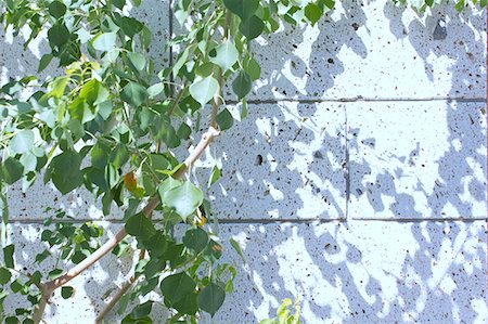 shadow sunlight - Plant casting shadows on house wall Stock Photo - Premium Royalty-Free, Code: 622-06439270