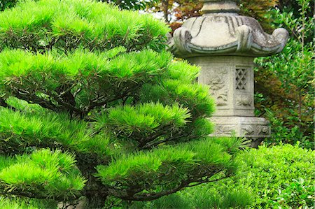 simsearch:622-06439870,k - Pine tree and stone lantern, Nara Prefecture Foto de stock - Sin royalties Premium, Código: 622-06439346