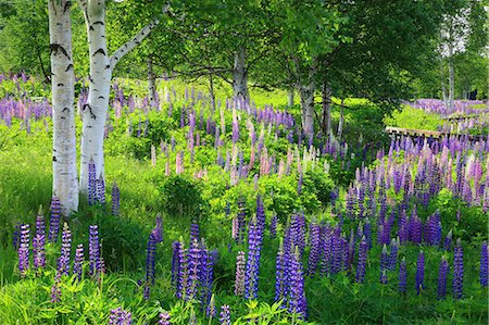 Champ Lupine Kamishihoro, Hokkaido Photographie de stock - Premium Libres de Droits, Code: 622-06439366