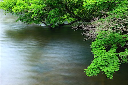 Trees and green leaves over Kushiro River in Teshikaga, Hokkaido Foto de stock - Sin royalties Premium, Código: 622-06439378
