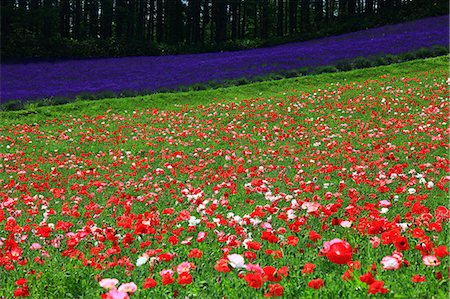 simsearch:859-09192840,k - Poppy field in Nakafurano, Hokkaido Stock Photo - Premium Royalty-Free, Code: 622-06439385