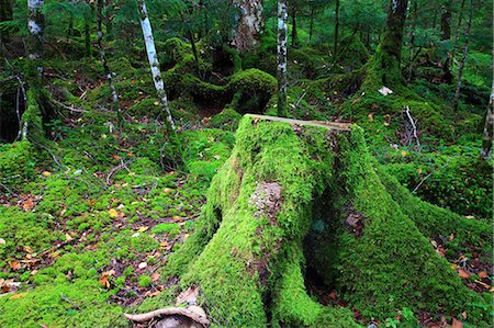 snag tree - Cut tree in a forest in Sakuho, Nagano Prefecture Stock Photo - Premium Royalty-Free, Code: 622-06439415