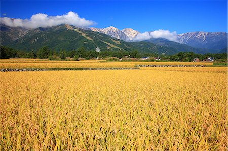 Rice field with mountains and blue sky in the background in Hakuba, Nagano Prefecture Stock Photo - Premium Royalty-Free, Code: 622-06439416