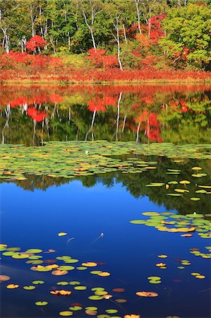 Waterweeds and autumn leaves in Shiga highlands, Nagano Prefecture Stock Photo - Premium Royalty-Free, Code: 622-06439419