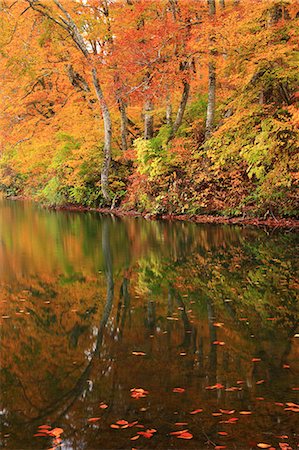 simsearch:622-06439442,k - Arbres et automne feuilles reflétant sur l'eau à l'étang de norane, préfecture de Nagano Photographie de stock - Premium Libres de Droits, Code: 622-06439446