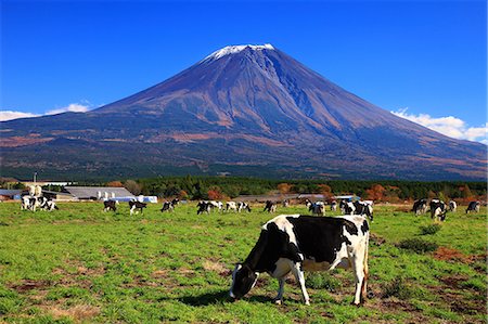 Grazing cows and Asagiri Plateau in Fujinomiya, Shizuoka Prefecture Stock Photo - Premium Royalty-Free, Code: 622-06439461