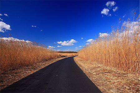 Road through marshland in Oyama, Tochigi Prefecture Stock Photo - Premium Royalty-Free, Code: 622-06439487