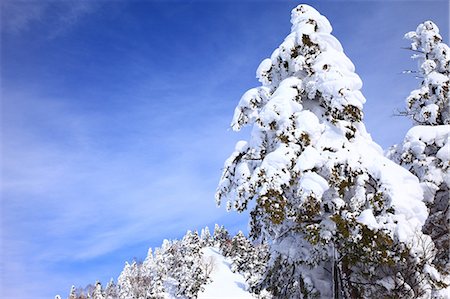 Trees covered in snow and blue sky in Shiga Highlands, Nagano Prefecture Fotografie stock - Premium Royalty-Free, Codice: 622-06439489