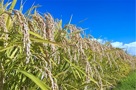 rice ear - Rice crop field and blue sky, Iwate Prefecture Stock Photo - Premium Royalty-Free, Code: 622-06439509