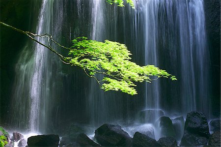 Green maple leaves and Tatsuzanfudou waterfall in Inawashiro, Fukushima Prefecture Stock Photo - Premium Royalty-Free, Code: 622-06439522