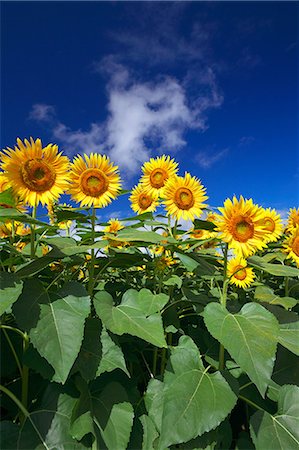 simsearch:622-06842559,k - Sunflowers and blue sky with clouds Foto de stock - Sin royalties Premium, Código: 622-06439565
