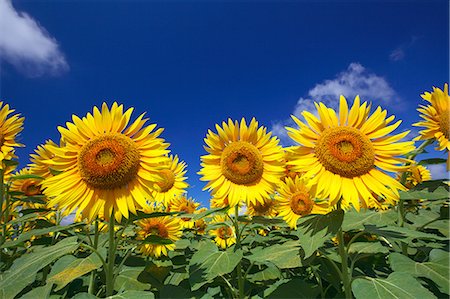 Close up of sunflowers and blue sky with clouds Foto de stock - Sin royalties Premium, Código: 622-06439568