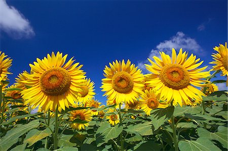 Gros plan de tournesols et de ciel bleu avec des nuages Photographie de stock - Premium Libres de Droits, Code: 622-06439568