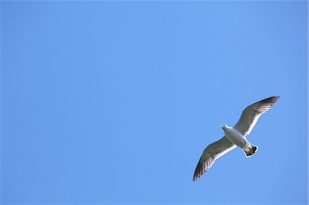 Seagull battant contre le ciel clair Photographie de stock - Premium Libres de Droits, Code: 622-06439562