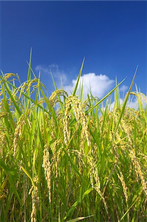 Rice ears and blue sky with clouds, Nagano Prefecture Foto de stock - Sin royalties Premium, Código: 622-06439574