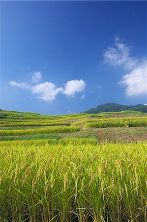 Rice fields and blue sky with clouds in Koshoku, Nagano Prefecture Foto de stock - Royalty Free Premium, Número: 622-06439575