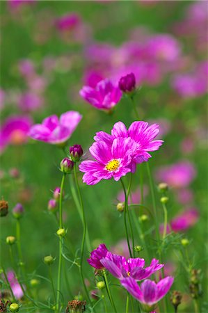 Close up of Cosmos flowers Stock Photo - Premium Royalty-Free, Code: 622-06439570