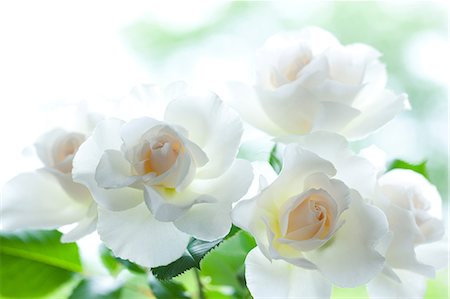 pink roses white background - Margaret Merril white roses Foto de stock - Sin royalties Premium, Código: 622-06439634