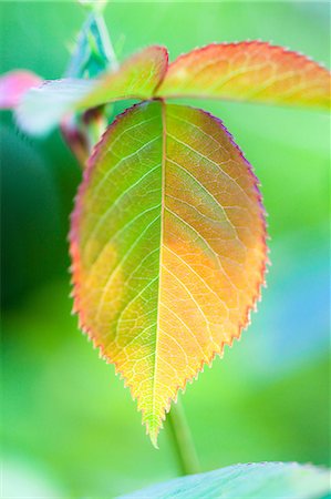 simsearch:622-06439716,k - Close up of rose leaf Stock Photo - Premium Royalty-Free, Code: 622-06439632