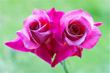 Close up of Princess Chichibu rose flowers Stock Photo - Premium Royalty-Free, Code: 622-06439644