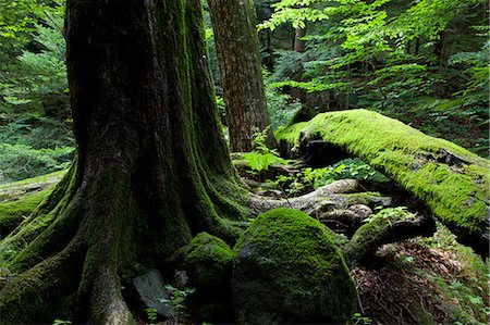 Large tree and moss in Shojinzawa Plateau, Tochigi Prefecture Stock Photo - Premium Royalty-Free, Code: 622-06439654