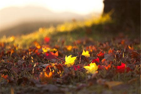 Feuilles d'érable tombés sur des pâturages Photographie de stock - Premium Libres de Droits, Code: 622-06439672