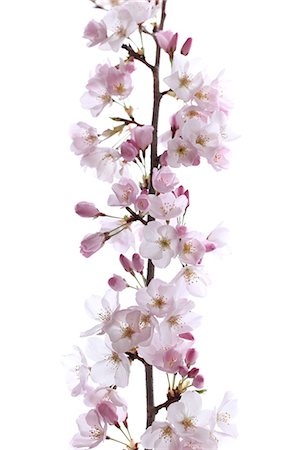 flower white background nobody - Close up of cherry blossoms Stock Photo - Premium Royalty-Free, Code: 622-06439687