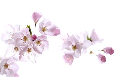 flower closeup on white - Close up of cherry blossoms Stock Photo - Premium Royalty-Free, Code: 622-06439688