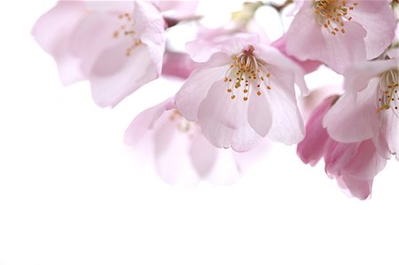 flower closeup on white - Close up of cherry blossoms Stock Photo - Premium Royalty-Free, Code: 622-06439689