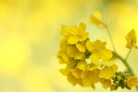 Close up of field mustard flowers Stock Photo - Premium Royalty-Free, Code: 622-06439697