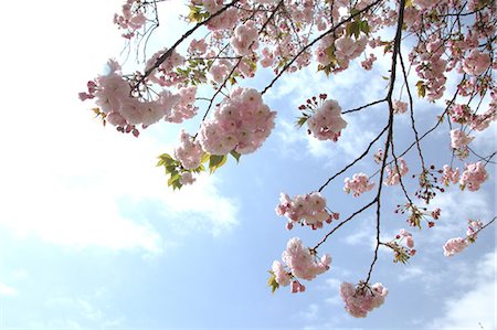 Cerisiers en fleurs et le ciel bleu avec des nuages Photographie de stock - Premium Libres de Droits, Code: 622-06439692