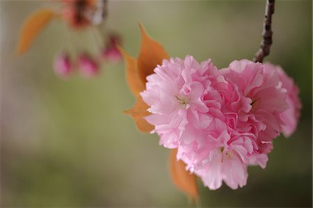 Close up of cherry blossom Foto de stock - Sin royalties Premium, Código: 622-06439693