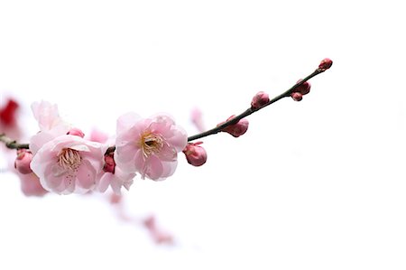 flowers background white - Close up of plum flowers and buds Stock Photo - Premium Royalty-Free, Code: 622-06439705