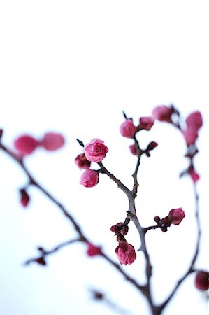 Close up of plum flowers Foto de stock - Sin royalties Premium, Código: 622-06439702