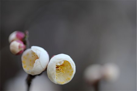 simsearch:622-06439706,k - Close up of plum flowers Stock Photo - Premium Royalty-Free, Code: 622-06439703